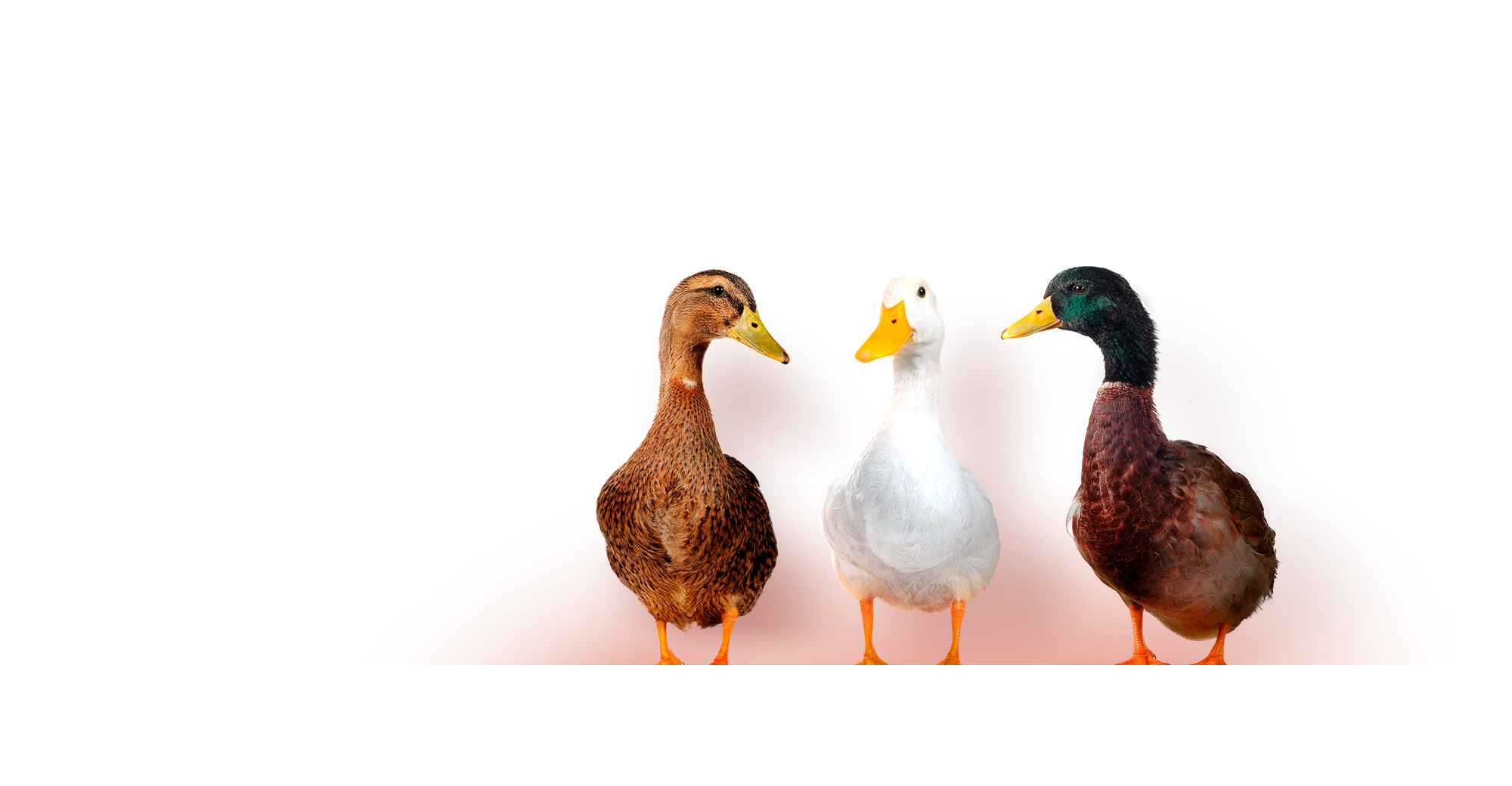 three ducks in a row