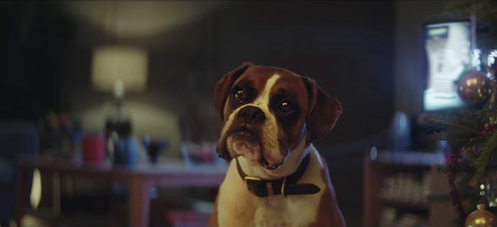 Boxer Dog in John Lewis Christmas 2016 Advert